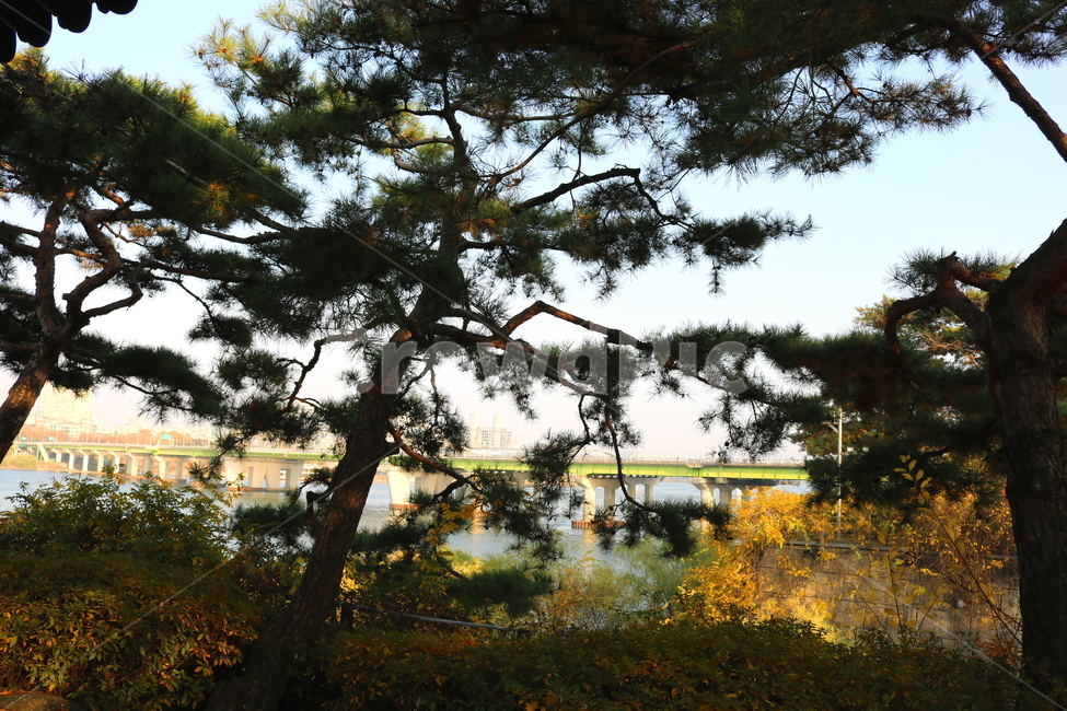 공원,선유도공원,한강공원,소나무,나무,양화대교,대교,다리,한강,자연,풍경,강,물,식물,자연,plants,nature,나무,trees,wood