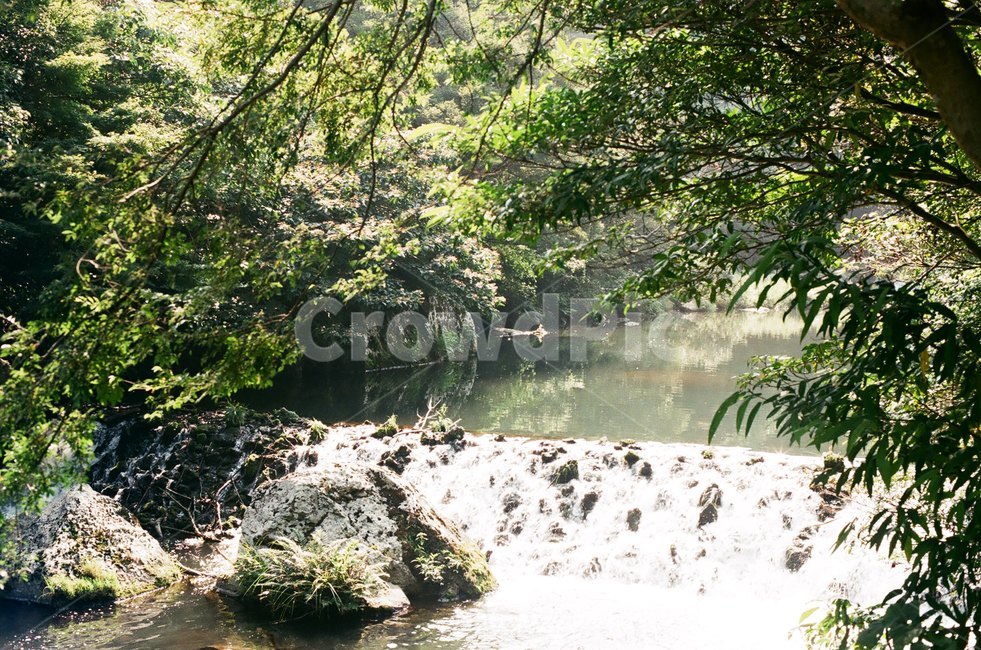 강,나무,여름,계곡,시원한,여름,계절,summer,season,자연,풍경,nature,landscape,휴식,힐링,rest,relaxation,healing,water,물,outdoors,옥외,river