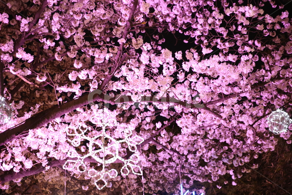 plant,식물,flower,blossom,꽃,벛꽃,야경,봄,계절,spring,season,야경,밤,풍경,nightscape,night,landscape