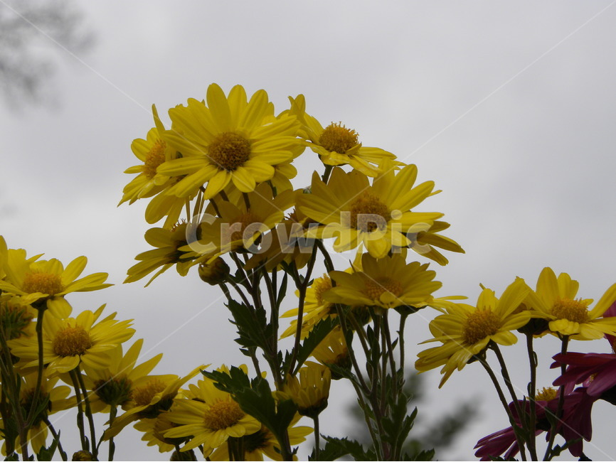 꽃,식물,꽃밭,들꽃,꽃사진,flower,flowerbed,flowergarden,plants,wildflower,식물,자연,plants,nature,꽃,flower