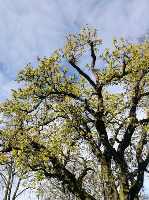 tree,나무,plant,식물,나무줄기