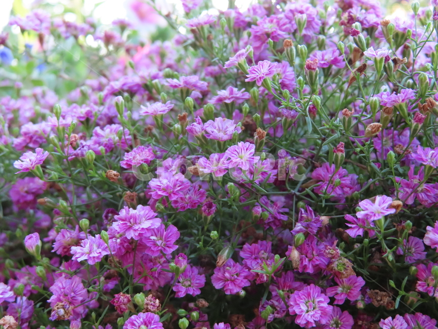작은꽃,아름다움,귀여움,작다,꽃,식물,공원,화려함,smallflowers,beauty,small,plants,parks,flowers