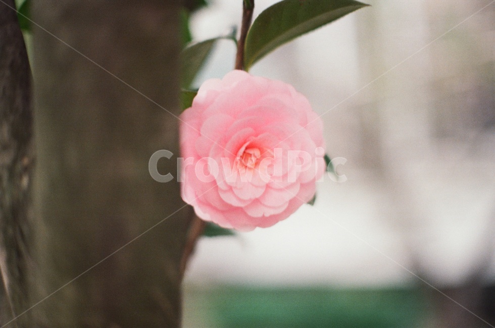 꽃,봄,식물,flower,spring,식물,자연,plants,nature,꽃,flower,감성,sensible,feeling