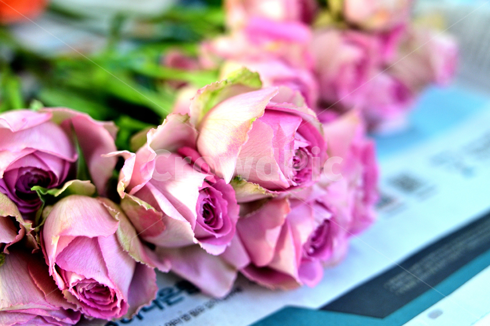 plant,식물,flower,꽃,blossom,장미,rose