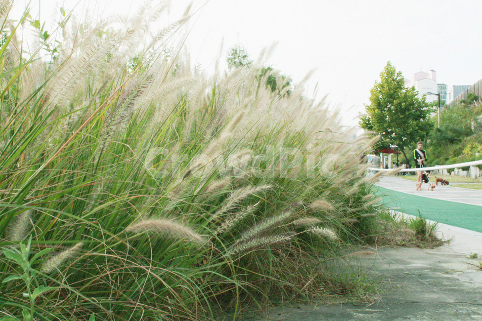 갈대,갈대밭,공원,산책,식물,식물,자연,plants,nature
