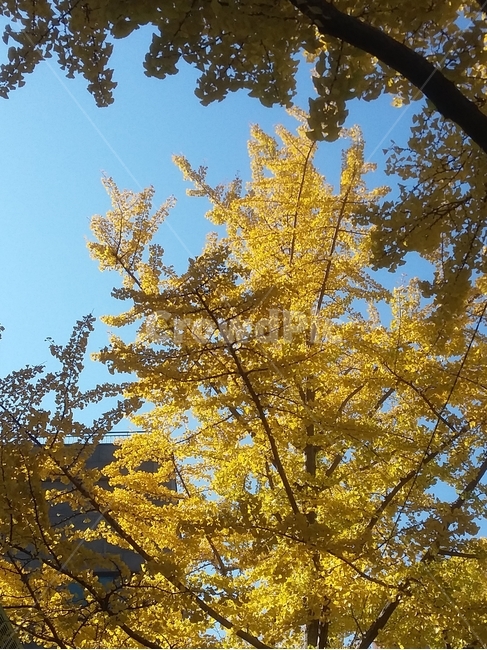 하늘,푸른하늘,푸른색,autumn,leaves,gingko,tree,sky,blue,은행,은행나무,나뭇잎,나뭇가지,가을,풍경,나무,노란색,yellow,branch,은행잎,가을,계절,fall,autumn,season,식물,자연,plants,nature,나무,trees,wood,plant