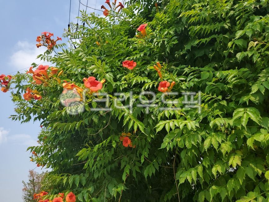 plant,tree,summer flowers,summer,red flower