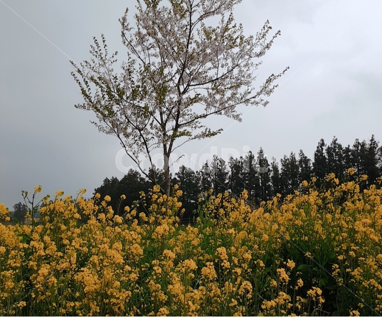 벚꽃,유채꽃,유채꽃도로,제주,flower,봄,계절,spring,season,field,들,grassland,목초지,outdoors,옥외,nature,자연,farm,농장,rural,농촌,meadow