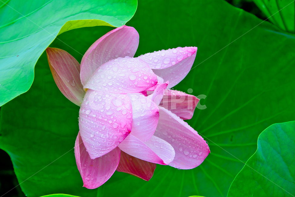 연꽃,연못,여름,꽃,아름다움,식물,자연,plants,nature,꽃,flower