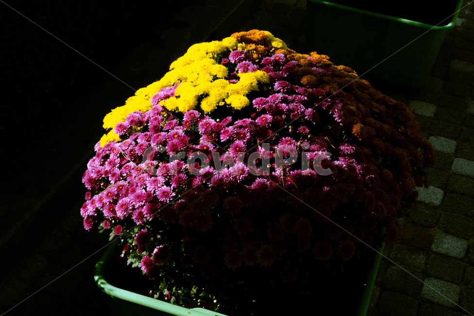 plant,식물,flower,blossom,꽃,빛,그림자,고대비,대비
