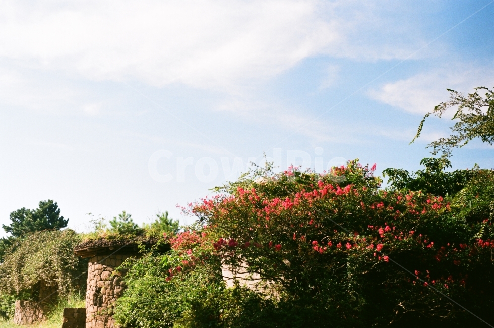 필름카메라,제주,필름사진,풍경,제주도,minolta,제주가을,자연,풍경,nature,landscape,감성,sensible,feeling,outdoors,옥외