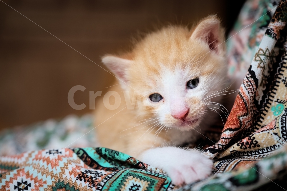 고양이,길냥이,아깽이,엄마품,귀여움,노랑이,노랭이,나비,새끼,냥이,귀욤이,동물,animal,고양이,cat,kitten,kitty,포유류,mammal
