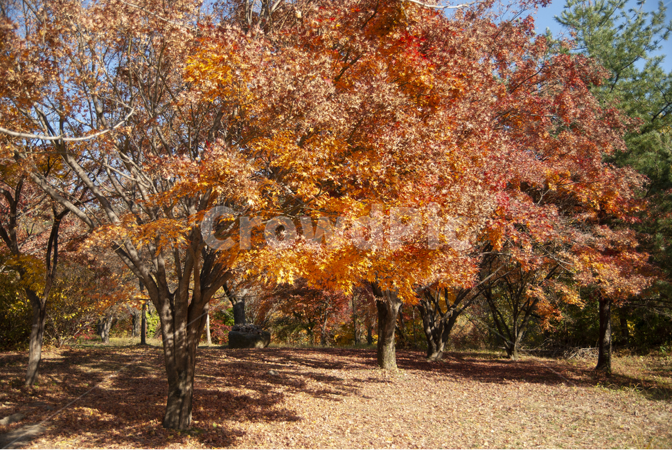 단풍,가을,maple,단풍놀이,autumn,colorful,fall,mapleleaf,가을,계절,fall,autumn,season,식물,자연,plants,nature