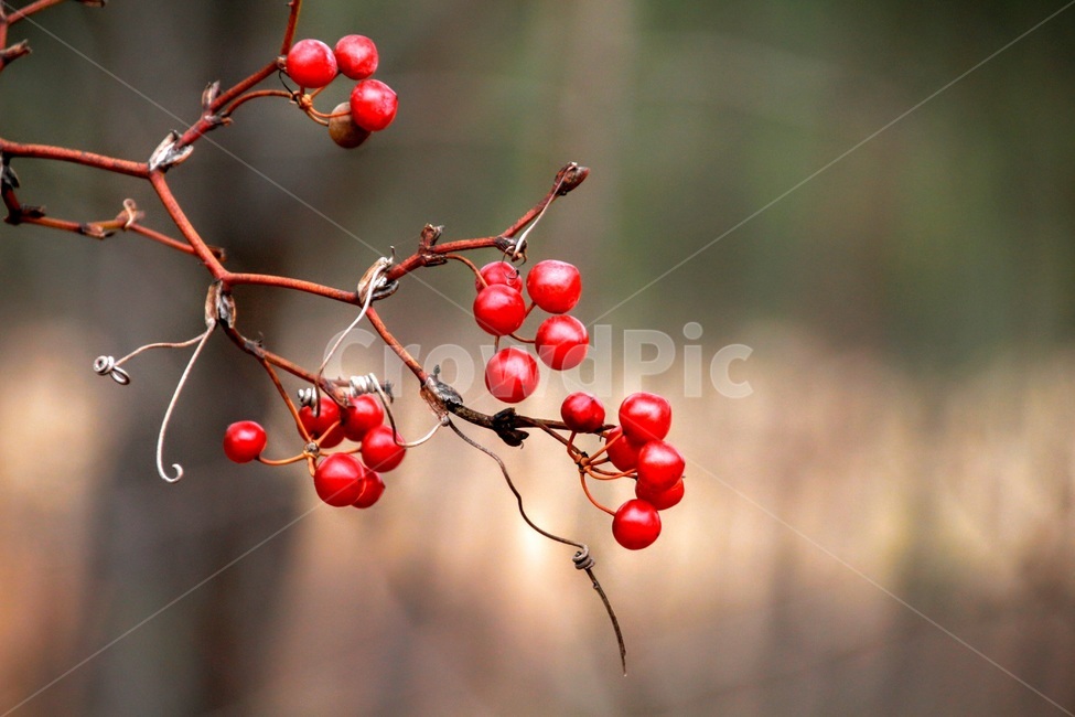 청다래넝굴,식물,열매,산,만개,식물,자연,plants,nature,과일,열매,fruit