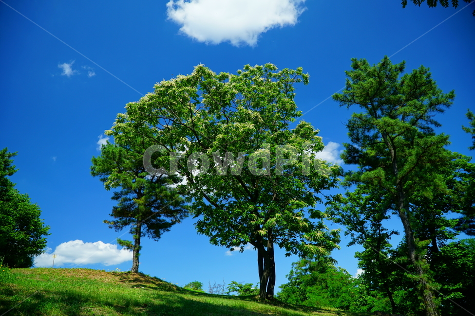 자연,하늘,구름,나무,풍경,nature,sky,cloud,tree,landscape,경치,scenery,scene,view,한국,서울,한국자연,korea,seoul,산책,6월,june