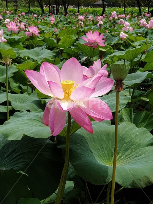 홍연꽃,연꽃,붉은연꽃,홍련,여름야생화