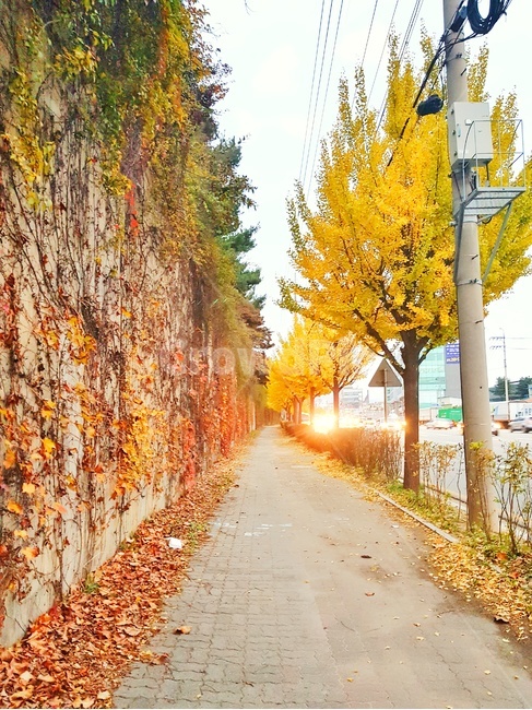 가을,은행나무,tree,식물,나무,plant,빨강,노랑,가을,계절,fall,autumn,season
