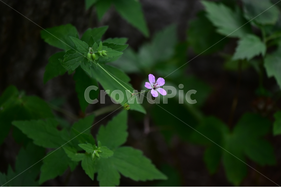 큰세잎쥐손이,야생화,식물,자연,꽃,생태,힐링,플라워,wildflower,flower,plants,nature,season,감성,느낌,emotion,feeling,여름,분홍색,여러해살이풀,쥐손이풀과,쥐손이풀속,식물,자연,plants,nature,꽃,flower