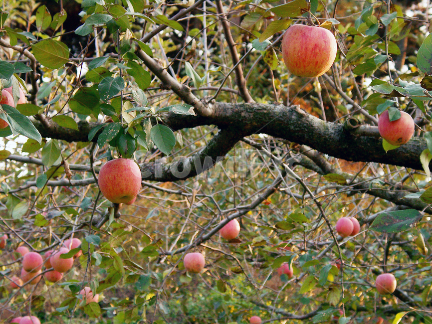 사과,과일,과수원,가을,능금,사과나무,과일,열매,fruit