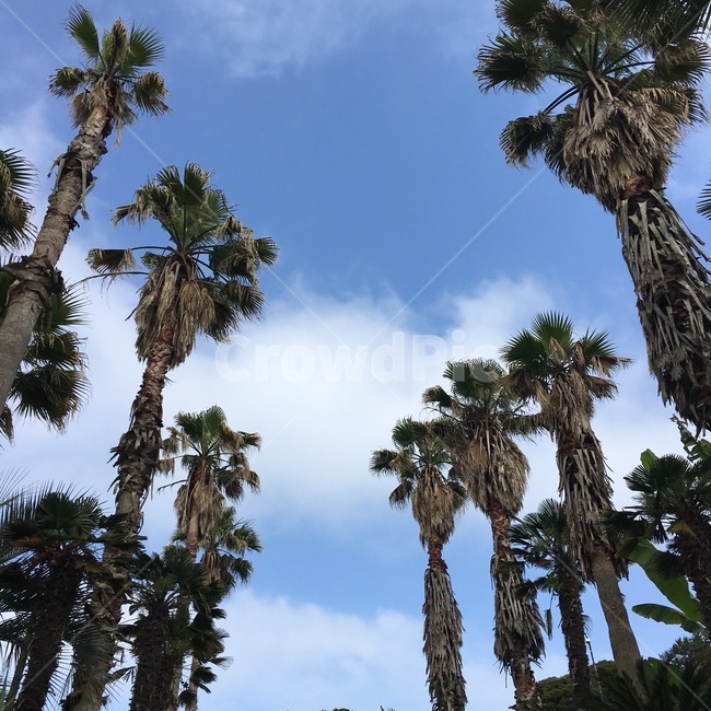 거제,외도,섬,island,여름,해질녘,tree,나무,자연,풍경,nature,landscape,plant,식물,palm tree,야자수