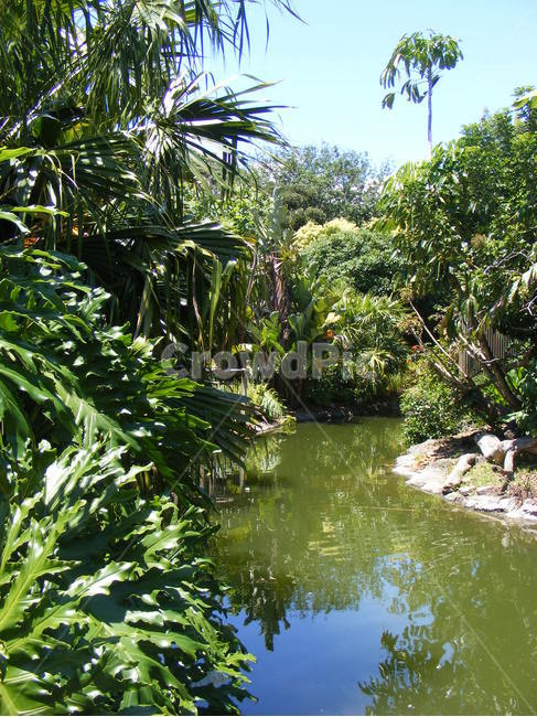 정글,숲,열대우림,밀림,jungle,야자수,나무,동물원,자연,풍경,nature,landscape,vegetation,초목,plant,식물,land,땅,outdoors,옥외,rainforest,열대 우림,tree,water,물