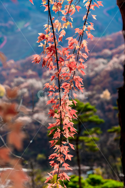 가을,낙엽,숲,단풍,자연,풍경,힐링,가을,계절,fall,autumn,season,자연,풍경,nature,landscape,leaf,잎,plant,식물,tree,나무,maple