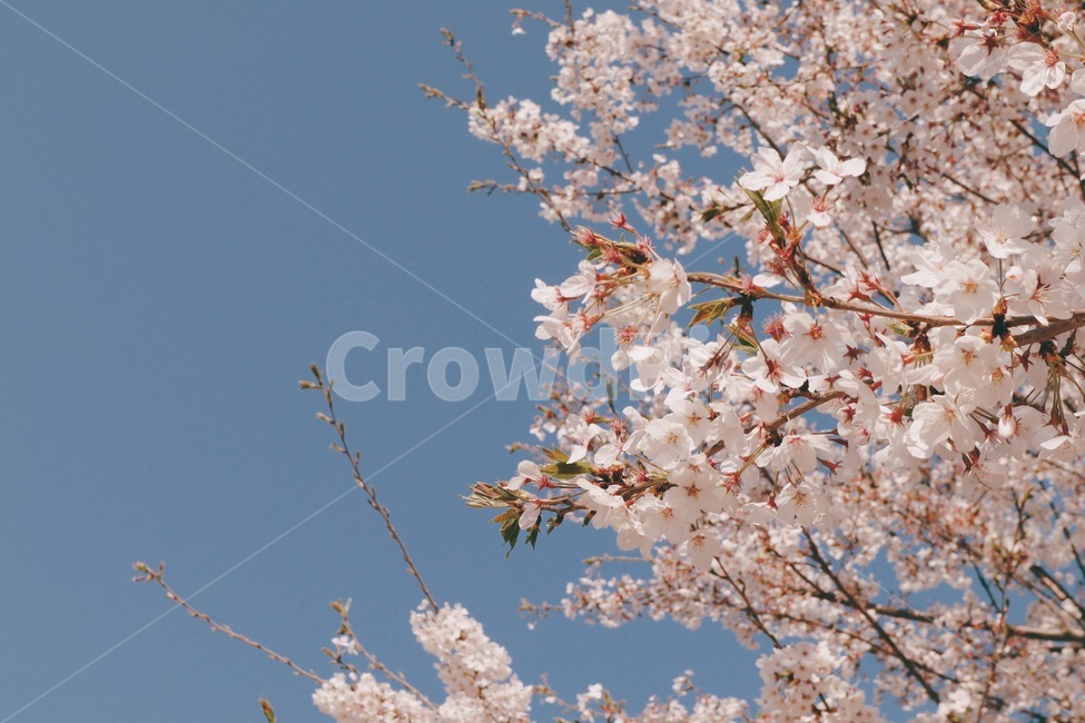 벚꽃,꽃,봄,흩날리는꽃,하늘,봄,계절,spring,season,plant,식물,flower,blossom,cherry blossom
