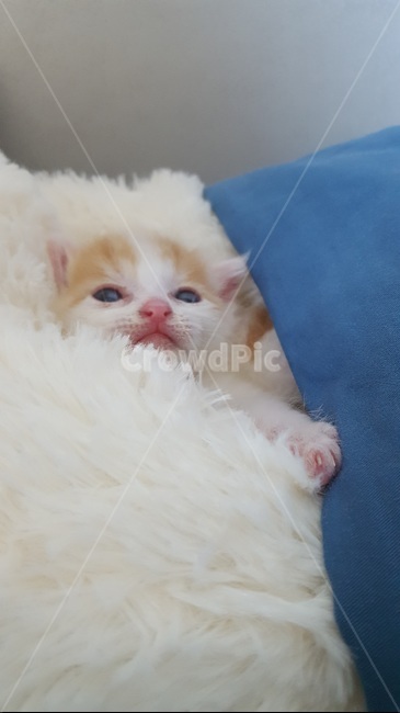 고양이,애기,귀여운,배경화면,동물