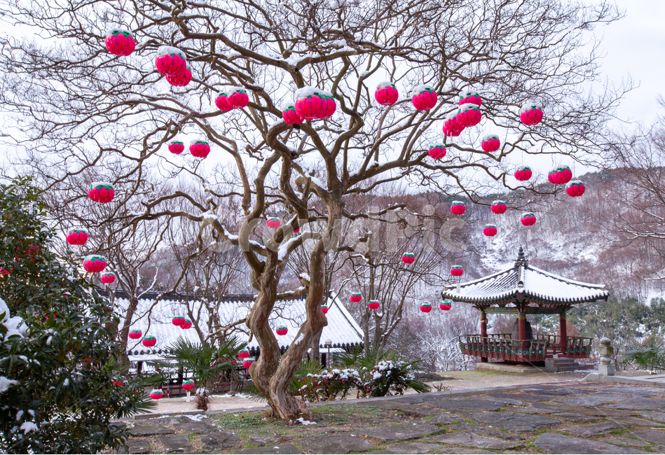 연등,종교,사찰,눈,전통,풍경,한국전통,한국문화,겨울풍경,겨울,계절,winter,season,자연,풍경,nature,landscape,한국자연풍경,한국자연경관,korea nature landscape,한국전통,한국문화,korean traditional,korean culture,종교,신앙,religion,belief,faith,tree,나무,plant,식물