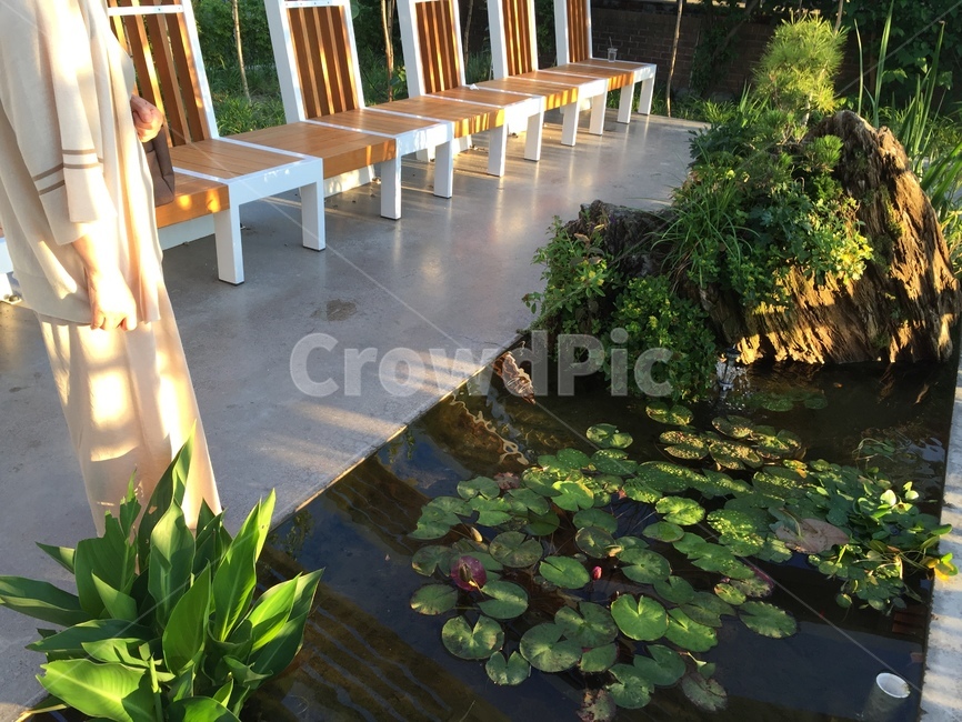 정원,수생식물,식물,plant,garden,green