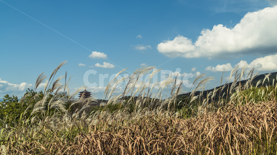 plant,식물,갈대,억새,하늘,구름,가을,계절,fall,autumn,season,자연,풍경,nature,landscape,한국자연풍경,한국자연경관,korea nature landscape,grass,잔디,lawn,reed