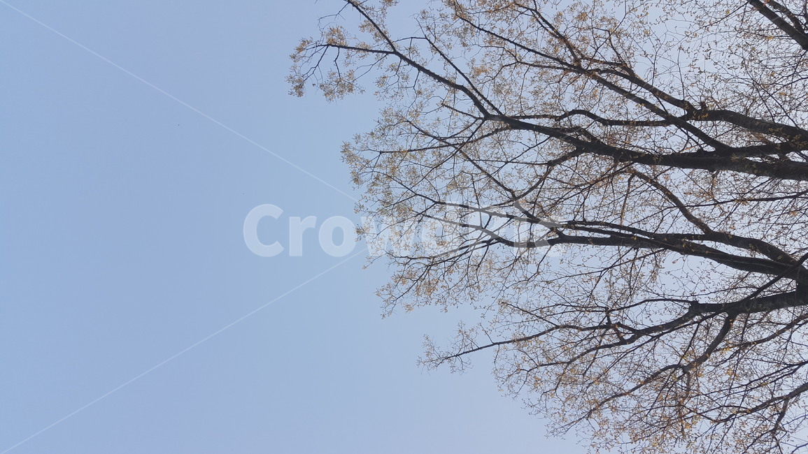 벚꽃,하늘,나무,벚꽃나무,봄,핑크
