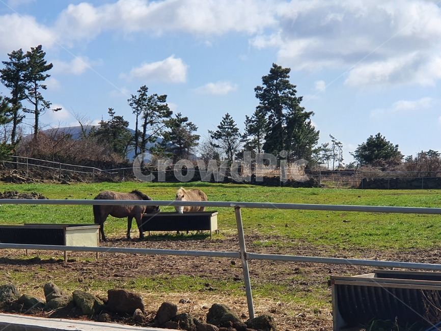 제주도,맑은하늘,맑은농장,말,제주도말,푸른하늘,풀,제주도,jeju,jeju island,동물,animal,포유류,mammal,산업,industry,industrial,목축업,목장,livestock farming,ranching,pasture