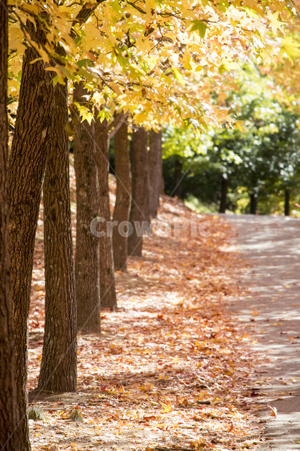 단풍,단풍잎,단풍나무,가을,남녀,메이플,나뭇잎,가로수,가로수길,tree,나무,treetrunk,나무줄기,plant,식물,leaf,잎,가을,계절,fall,autumn,season,tree trunk,나무 줄기