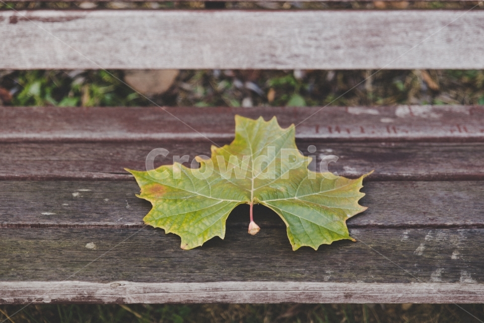낙엽,가을,벤치,나뭇잎,풍경,landscape,autumn,leaves,가을,계절,fall,autumn,season,leaf,잎,plant,식물,tree,나무