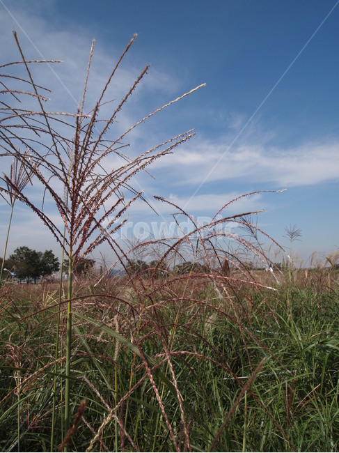 하늘공원,갈대,갈대밭,하늘,가을하늘,가을,식물,자연,plants,nature