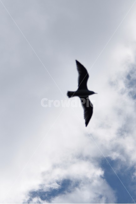 나는,flying,동물,새,창공,bird,동물,animal,조류,새,birds