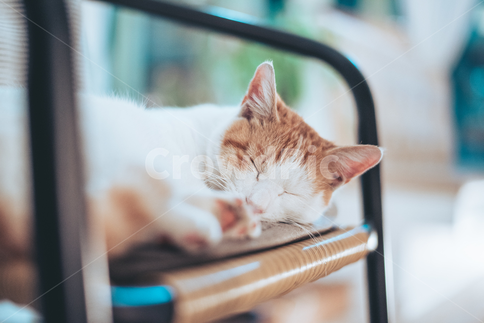 고양이,cat,길고양이,길냥이,냥이,치즈냥이,반려동물,animal,노랭이,동물,animal,포유류,mammal,고양이,cat,kitten,kitty,감성,sensible,feeling