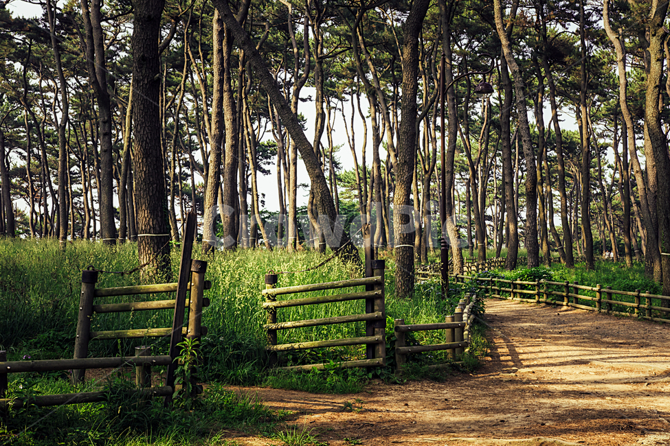 소나무,공원,산책,오솔길,trail,pinetree,bench,park,햇살,sunshnine,nature,자연,자연,풍경,nature,landscape,식물,plants,나무,trees,wood,휴식,힐링,rest,relaxation,healing,tree,plant,vegetation,초목,path,통로,woodland,삼림지,outdoors,옥외,forest,숲,land,땅