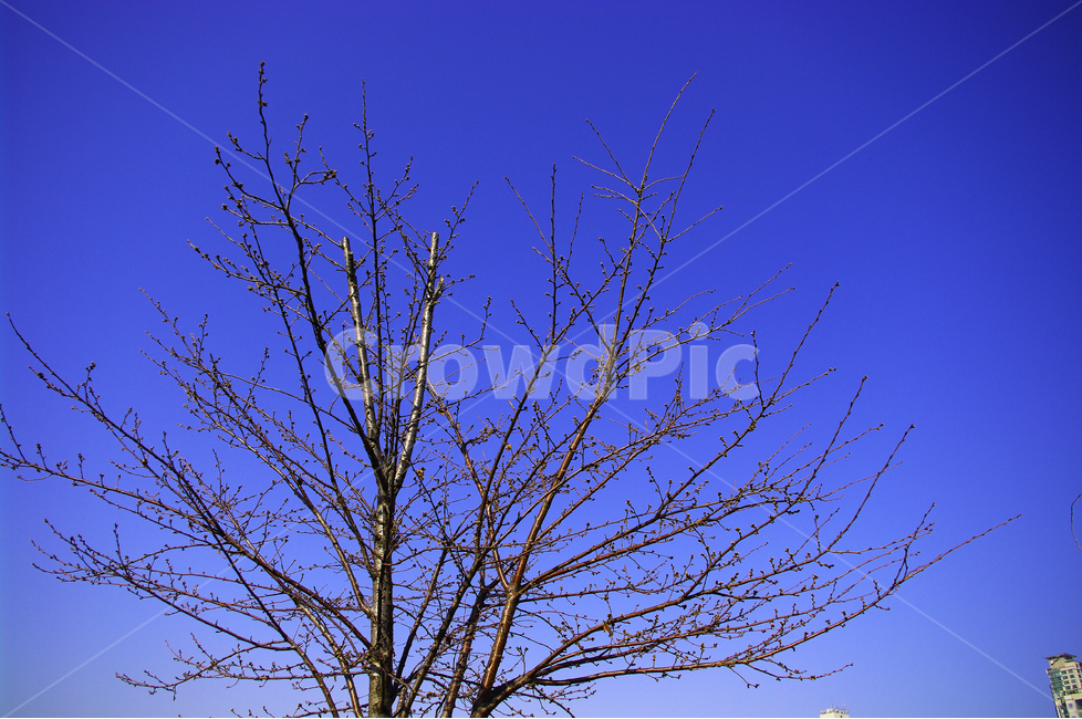 겨울,식물,빛,감성,하늘,겨울나무,겨울하늘,겨울,계절,winter,season,식물,자연,plants,nature,나무,trees,wood