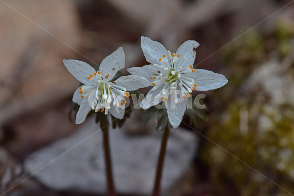 너도바람꽃,whitesnowdrop,야생화,이른봄,희귀식물,흰색,식물,자연,plants,nature,꽃,flower