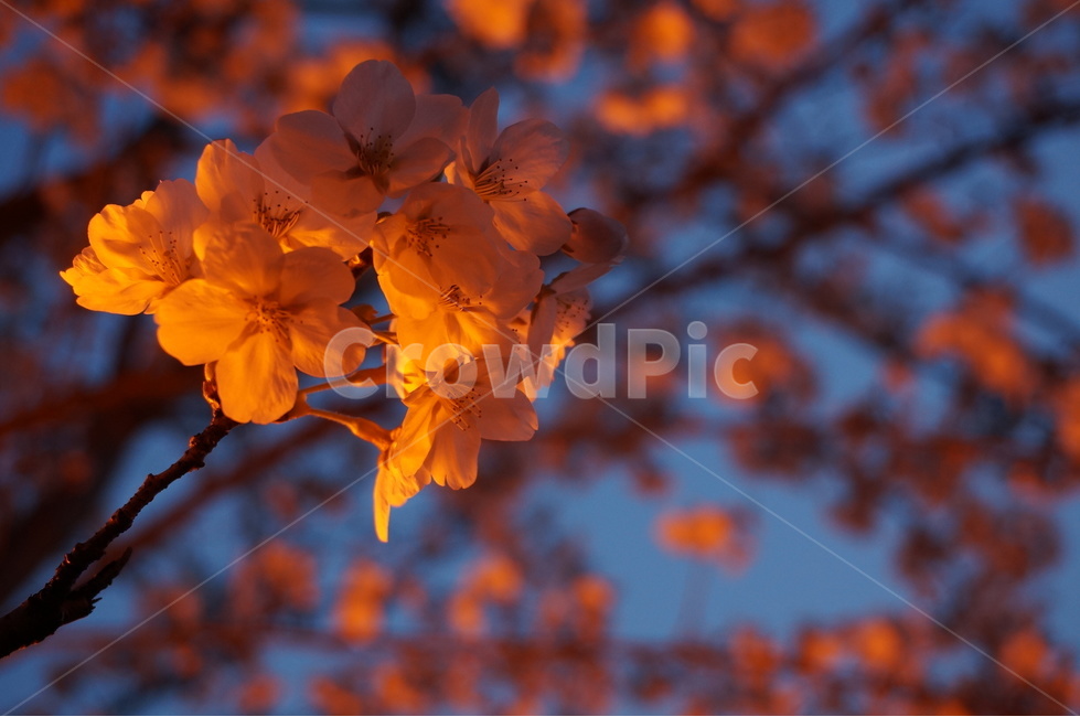 벚꽃,벚꽃나무,봄꽃,저녁벚꽃,가로등벚꽃,벚나무,봄,계절,spring,season,식물,자연,plants,nature,꽃,flower,blossom,geranium,제라늄,plant