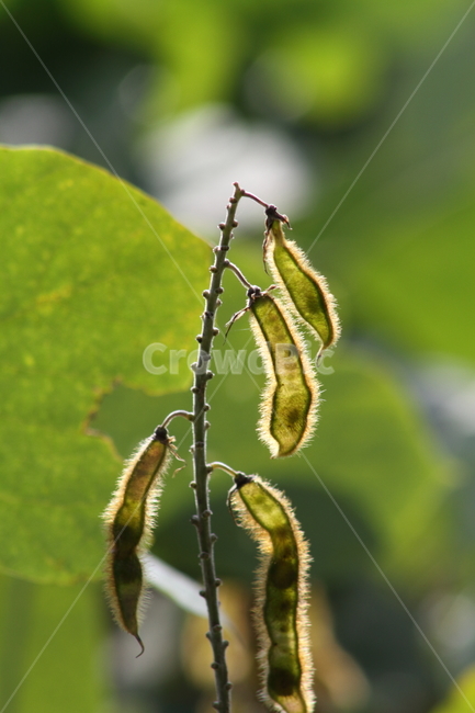 칡,칡종자,번식,식물,kudzuvine,갈곡,식물,자연,plants,nature