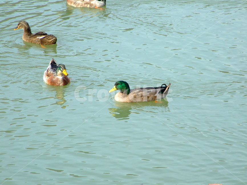 오리,물오리,호수,풍경,시골,동물,animal,조류,새,birds