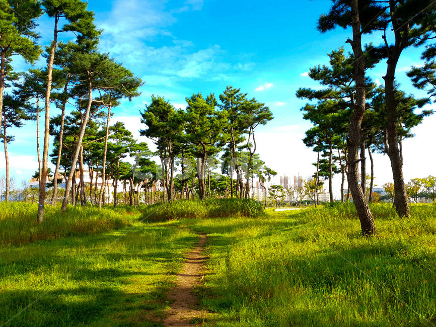 소나무,공원,초록,잔디,하늘,풍경,자연,풍경,nature,landscape,summer,여름,outdoors,옥외