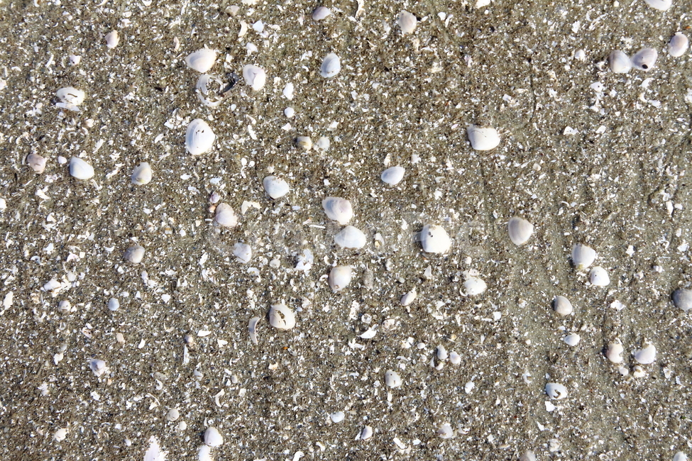 모래,조개,조개껍질,조개껍데기,바다,갯벌,뻘,해변,바다,beach,sea