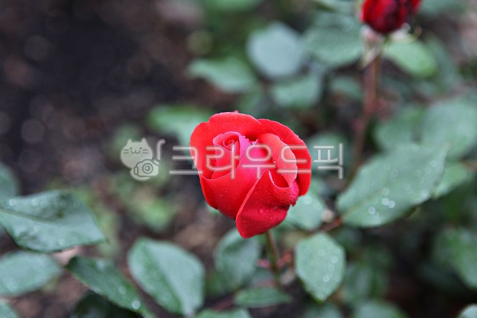 장미,장미꽃,똧,꽃잎,봄꽃,봄,잎,식물,자연,공원,개화