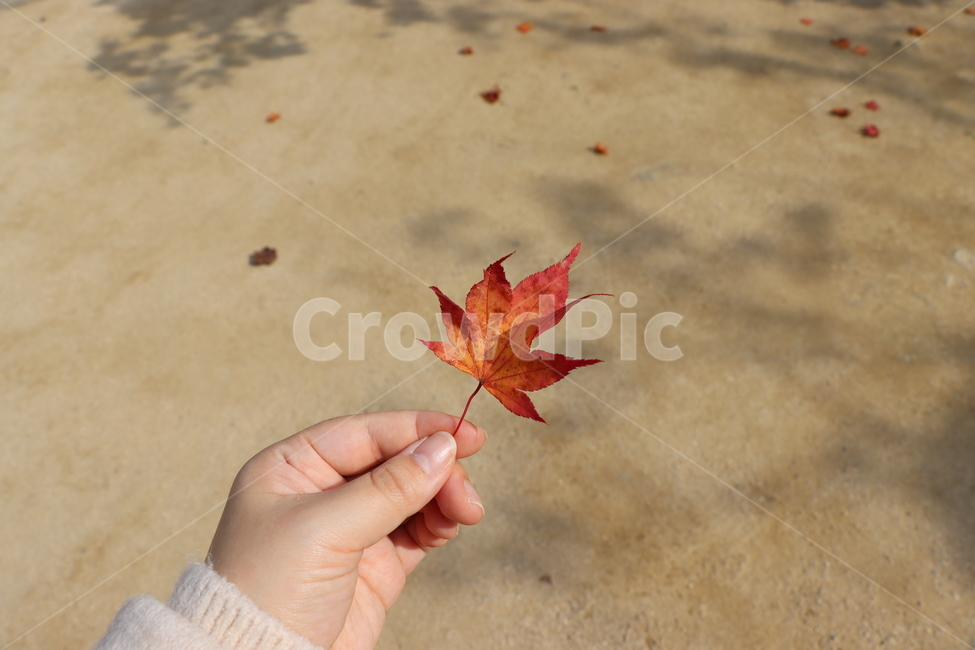 가을,단풍,나무,식물,autumn,fall,tree,plant,leaf,maple,가을,계절,fall,autumn,season