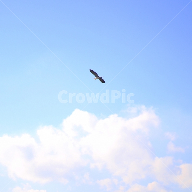 하늘,구름,새,skyview,bird,동물,animal,조류,새,birds