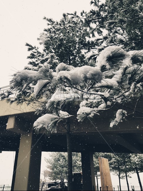 소나무,눈,겨울,날씨,pine,snow,winter,weather